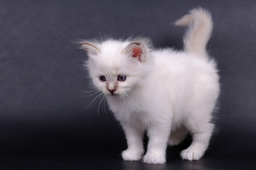 Sacred Birman kitten in the studio, purebred kittens on isolated black background