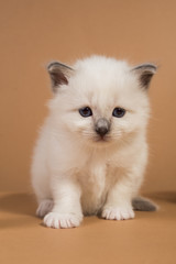 Obraz premium Sacred Birman kitten in the studio, purebred kittens on isolated beige background