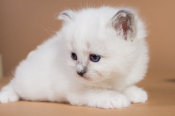 Fototapeta premium Sacred Birman kitten in the studio, purebred kittens on isolated beige background