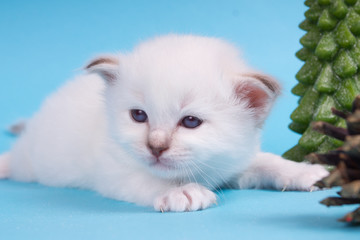 Sacred Birman kitten in the studio, purebred kittens on isolated background, with Christmas tree and cones.