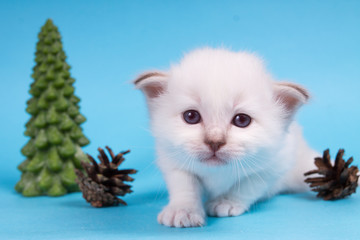 Sacred Birman kitten in the studio, purebred kittens on isolated background, with Christmas tree and cones.