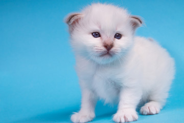 Sacred Birman kitten in the studio, purebred kittens on isolated background.