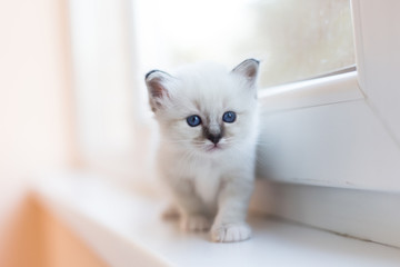 Sacred Birman kittens in the interior, home furnishings, shallow depth of field, thoroughbred kittens.