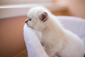 Sacred Birman kittens in the interior, home furnishings, shallow depth of field, thoroughbred kittens.