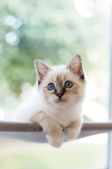 Sacred Birman kittens in the interior, home furnishings, shallow depth of field, thoroughbred kittens.