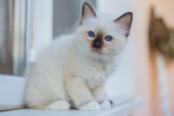 Sacred Birman kittens in the interior, home furnishings, shallow depth of field, thoroughbred kittens.