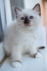 Sacred Birman kittens in the interior, home furnishings, shallow depth of field, thoroughbred kittens.