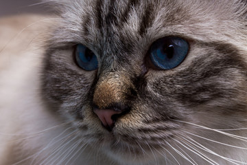 beautiful cat in the interior close-up, gray-black, elite cat, small Depth of field