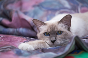 beautiful cat in the interior close-up, gray-black, elite cat, small Depth of field