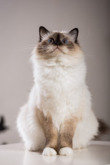 beautiful cat on the table, gray-black, elite cat, small Depth of field