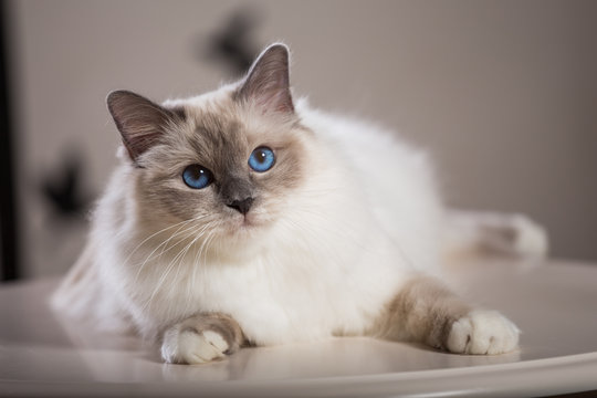 beautiful cat on the table, gray-black, elite cat, small Depth of field