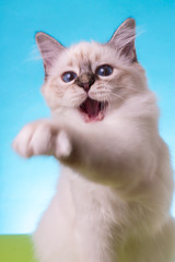 beautiful cat in studio close-up, luxury cat, studio photo, blue-green background, isolated