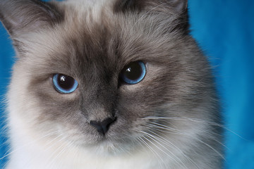 serious cat in studio close-up, luxury cat, studio photo, blue background, isolated.