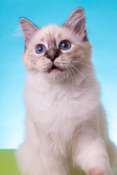 beautiful cat in studio close-up, luxury cat, studio photo, blue-green background, isolated