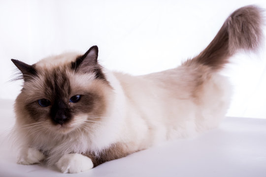 handsome cat in studio close-up, luxury cat, studio photo, white background, isolated.