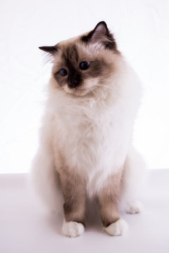 handsome cat in studio close-up, luxury cat, studio photo, white background, isolated.