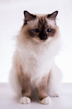 handsome cat in studio close-up, luxury cat, studio photo, white background, isolated.
