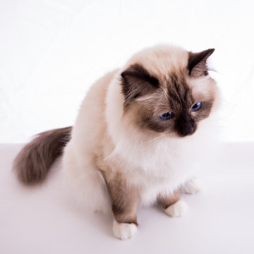 handsome cat in studio close-up, luxury cat, studio photo, white background, isolated.