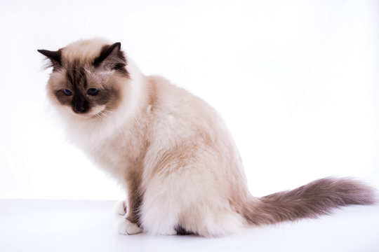handsome cat in studio close-up, luxury cat, studio photo, white background, isolated.