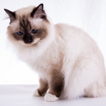 handsome cat in studio close-up, luxury cat, studio photo, white background, isolated.