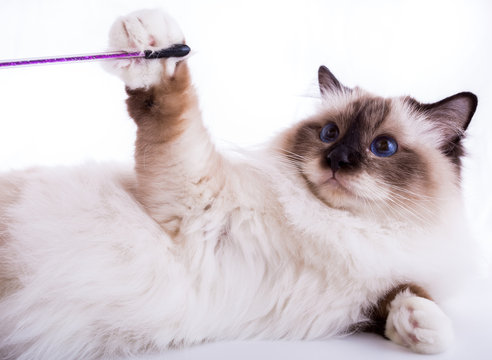 handsome cat in studio close-up, luxury cat, studio photo, white background, isolated.