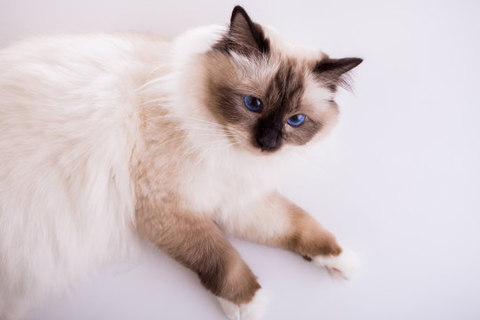 handsome cat in studio close-up, luxury cat, studio photo, white background, isolated.