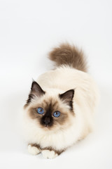 beautiful cat in studio close-up, luxury cat, studio photo, white background, isolated.
