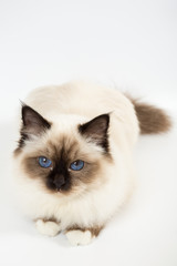 Fototapeta premium beautiful cat in studio close-up, luxury cat, studio photo, white background, isolated.