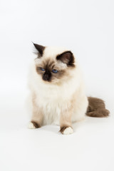 beautiful cat in studio close-up, luxury cat, studio photo, white background, isolated.
