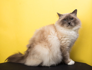 handsome cat in studio close-up, luxury cat, studio photo, black and yellow background, isolated