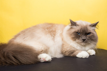 Fototapeta na wymiar handsome cat in studio close-up, luxury cat, studio photo, black and yellow background, isolated