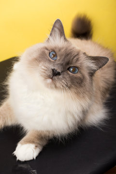 handsome cat in studio close-up, luxury cat, studio photo, black and yellow background, isolated