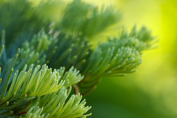 Fototapeta na wymiar Red fir (Abies magnifica) needles closeup