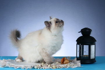 handsome cat in studio close-up, luxury cat, studio photo, blue background, isolated..