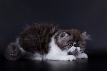 eyed Persian kittens on black background in studio