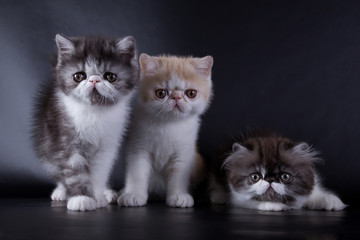 Fototapeta na wymiar eyed Persian kittens on black background in studio