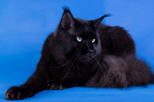 Maine Coon on a blue backgrounda huge black cat, studio photo