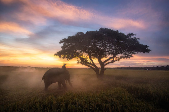 The silhouette of a person riding an elephant in a field near trees at the sunset time