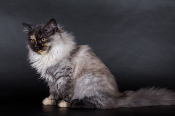 Fototapeta na wymiar Persian cat, kitten on a black background in the studio, variegated color
