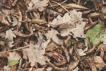 Fallen leaves of chestnut, maple, oak, acacia. Brown, red, orange and gren Autumn Leaves Background. Soft colors