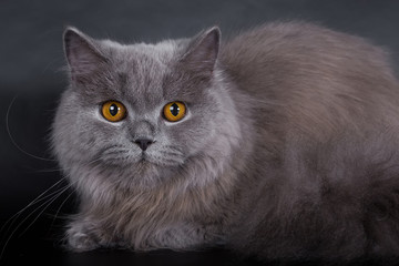 British Longhair on a white background in the studio, isolated, orange eyes, gray cat