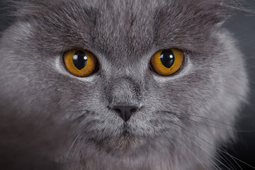 British Longhair on a white background in the studio, isolated, orange eyes, gray cat