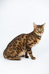Bengal cat on a white background in the studio, isolated, bright spotted cat