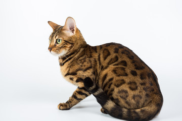 Bengal cat on a white background in the studio, isolated, bright spotted cat