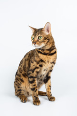 Bengal cat on a white background in the studio, isolated, bright spotted cat