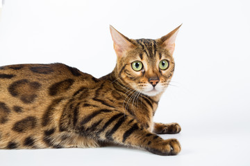 Naklejka na ściany i meble Bengal cat on a white background in the studio, isolated, bright spotted cat