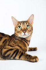 Fototapeta na wymiar Bengal cat on a white background in the studio, isolated, bright spotted cat
