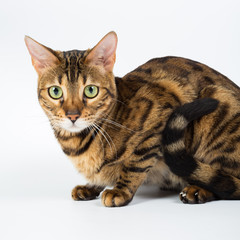 Bengal cat on a white background in the studio, isolated, bright spotted cat