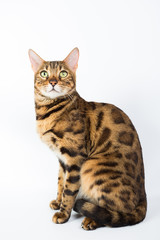 Bengal cat on a white background in the studio, isolated, bright spotted cat