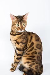 Bengal cat on a white background in the studio, isolated, bright spotted cat
